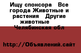 Ищу спонсора - Все города Животные и растения » Другие животные   . Челябинская обл.